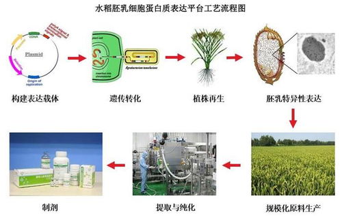 禾元生物上會(huì)在即 專(zhuān)耕 稻米造血 ,以科技詮釋生物醫(yī)藥產(chǎn)品力
